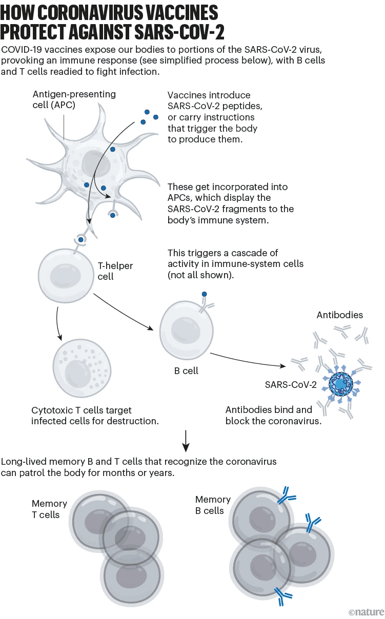 图3 新冠疫苗如何起作用，来自：nature