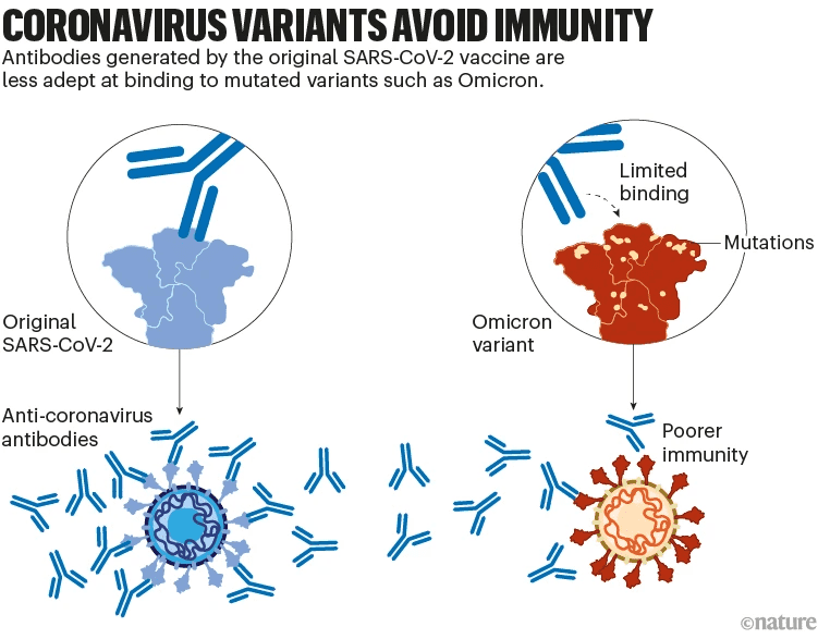图4 新冠病毒变异毒株免疫逃逸，来自：nature