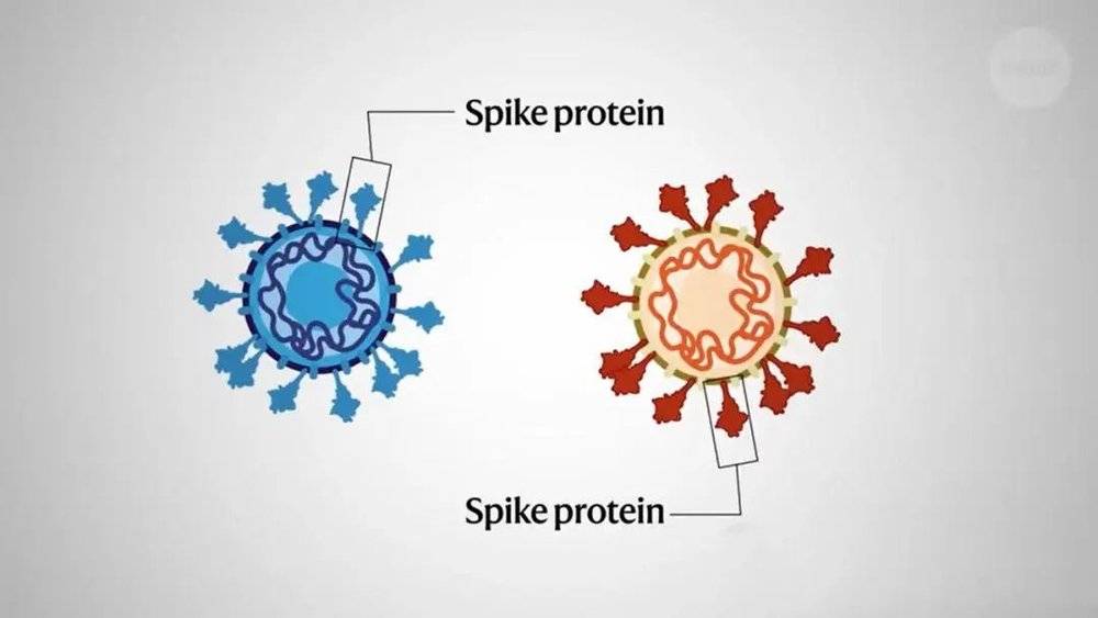 图5 二价疫苗编码两种毒株刺突蛋白，来自：nature