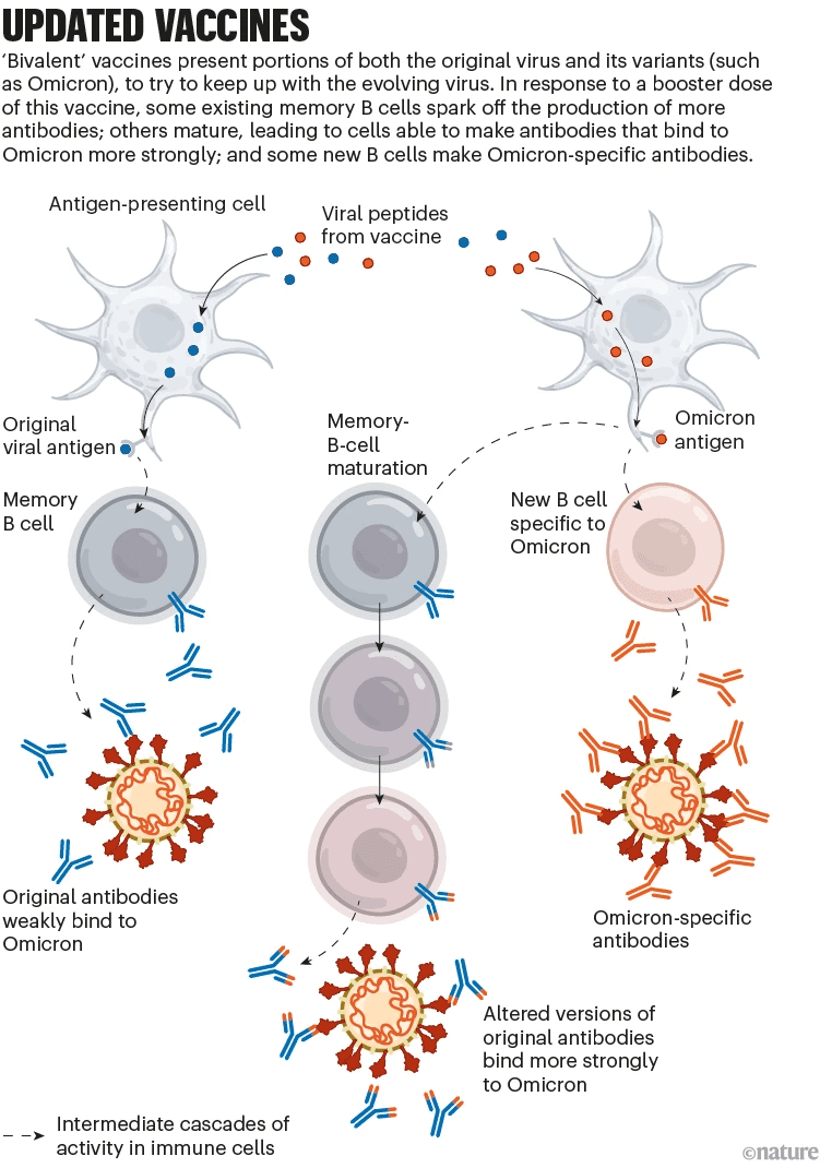 图6 二价新冠疫苗免疫反应机制，来自：nature