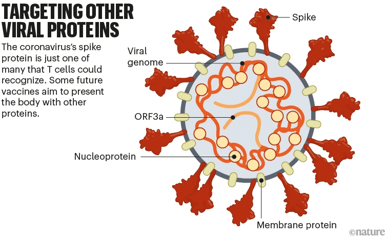 图8 新冠疫苗研发可针对不同病毒蛋白，来自：nature