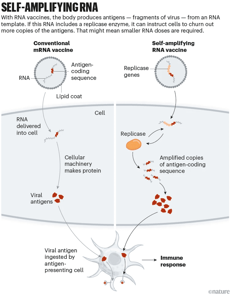 图9 自复制RNA新冠疫苗机制，来自：nature