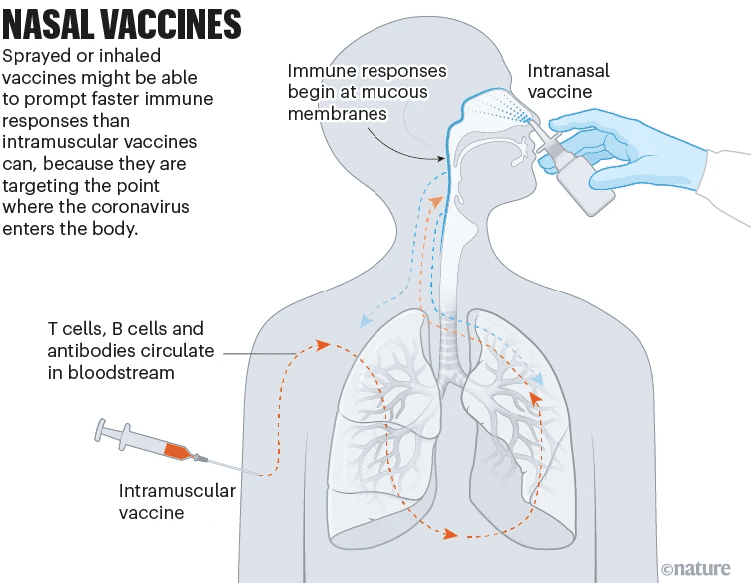 图11 鼻腔新冠疫苗，来自：nature