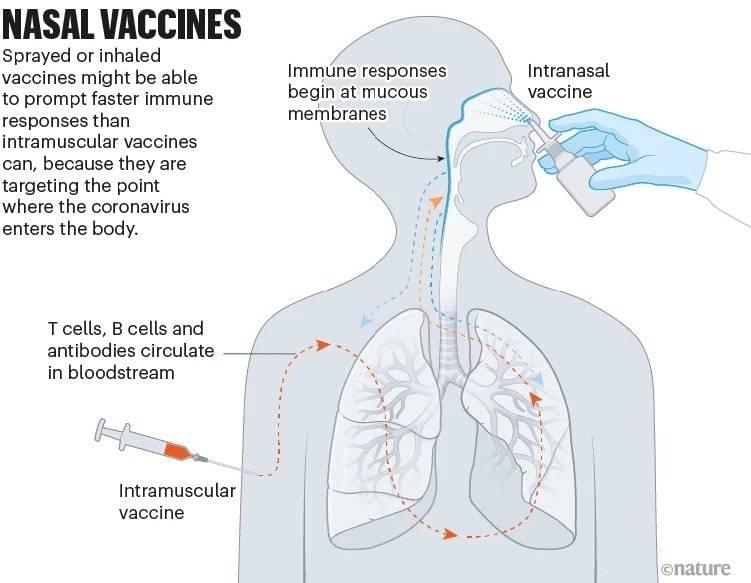吸入疫苗作用示意图<br>