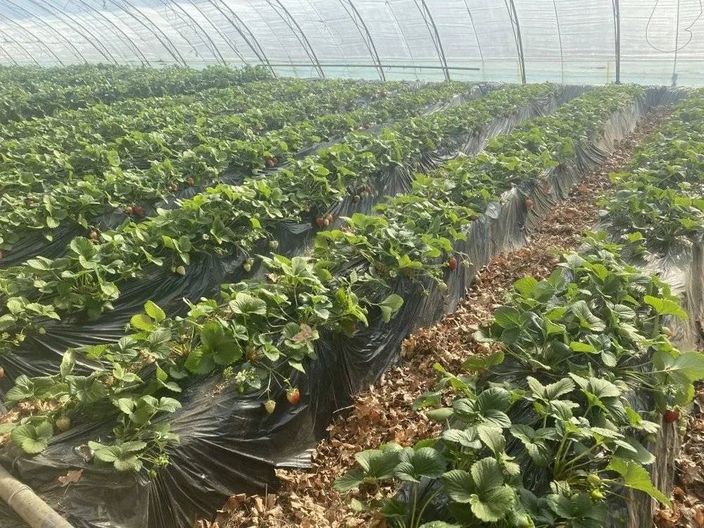 2022年秋，长势旺盛的草莓地。平人农场所处的昌平兴寿镇是北京的草莓主产区。<br>