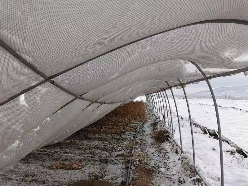2021冬天，一夜暴雪压垮了好几个大棚。农场的阿姨们感慨，好久没遇到这么大的雪了。<br label=图片备注 class=text-img-note>