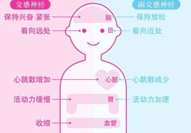 交感神经系统在受到惊吓、剧烈运动或需要搏斗时工作，副交感神经则负责休息时的活动|图源[2]<br>