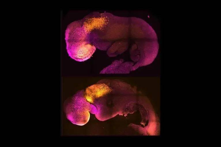 研究人员现在可以在实验室中制造出人工合成胚胎（下图），它与8天大的自然胚胎（上图）类似。来源：Magdalena Zernicka Goetz实验室<br>