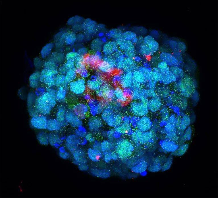 经过工程设计用于模拟胚胎8细胞期的细胞构成的胚状体。来源：M.A Mazid et al./Nature<br>