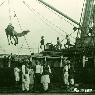 骆驼运输主要依赖航运