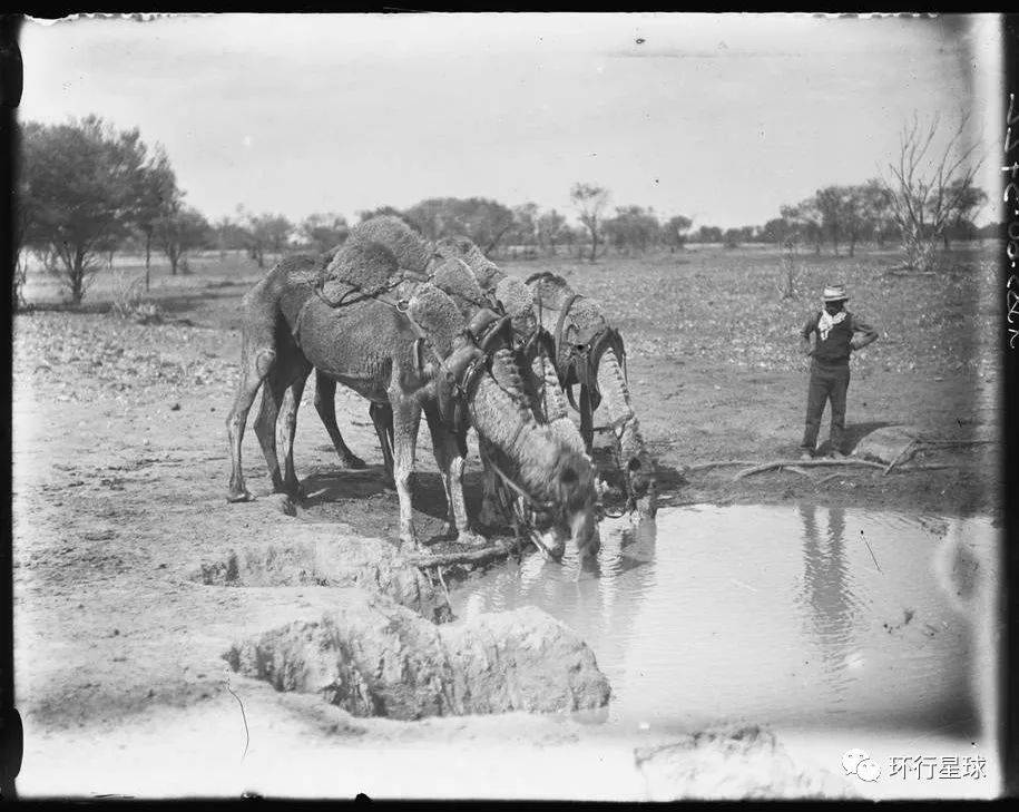 1920年澳大利亚中部，牧人让骆驼喝水。