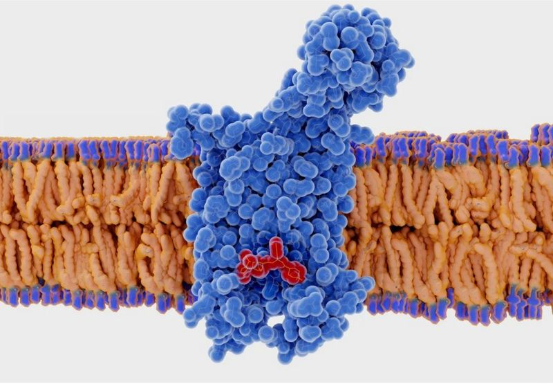 人体的CCR5蛋白最常见的类型能保护人体抵抗各种传染病毒，但CCR5也是艾滋病毒的受体。<br>