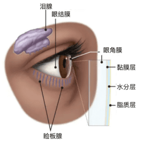 上下眼睑内侧分布有眼睑腺。<br label=图片备注 class=text-img-note>