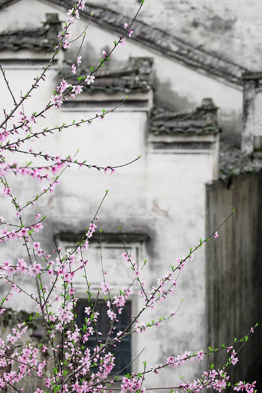 春日的桃花，与白墙黑瓦相映成趣。摄影/方托马斯<br>