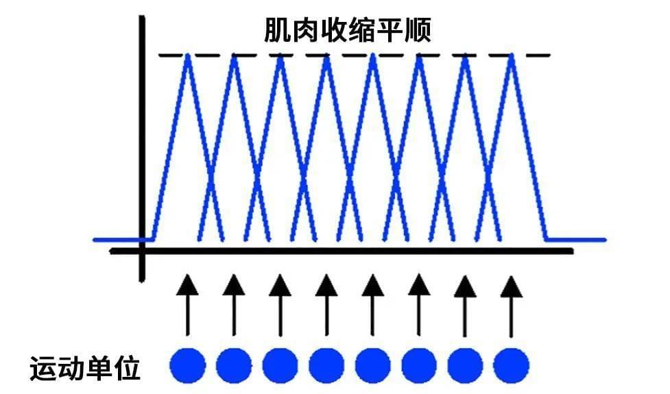 肌肉收缩正常时，运动单位接续工作，叠加出的力量总和平顺 | 参考文献[4]<br>