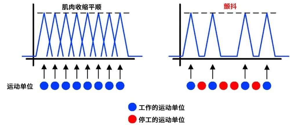 对比左图，右图显示肌肉疲劳后可被激活的运动单位数量减少，力量总和波动随之增大| 参考文献[4]<br>