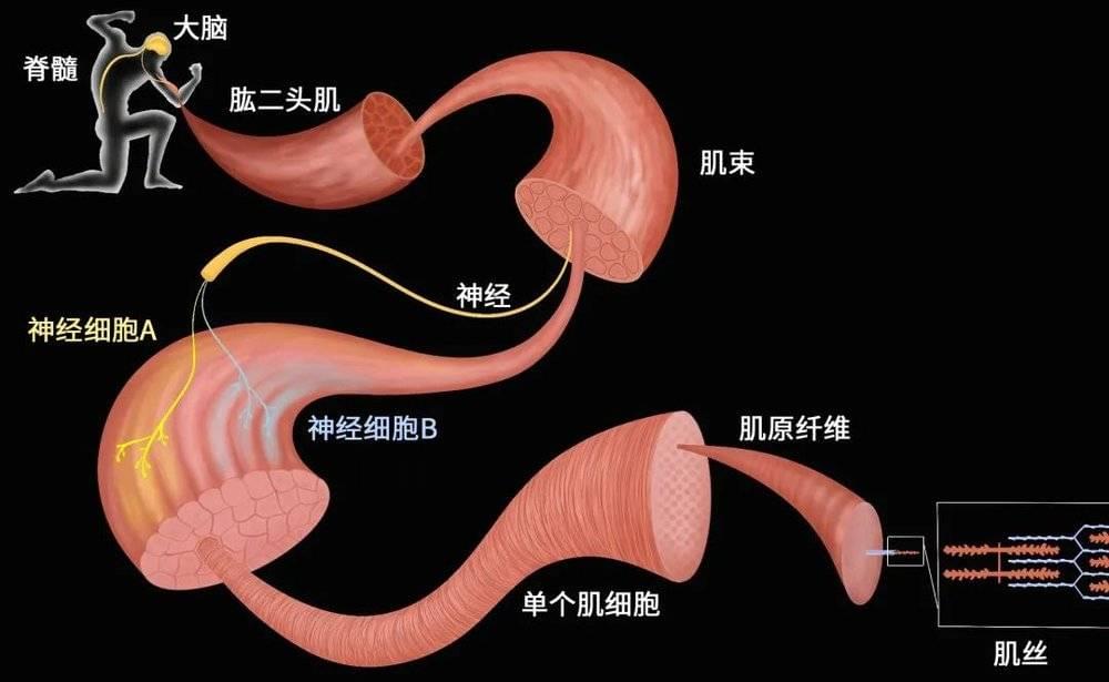 肌肉收缩示意图。黄色的神经细胞A及其支配的肌细胞为一个运动单位，蓝色的神经细胞B及其支配的肌细胞为另一个运动单位 | 作者供图<br>