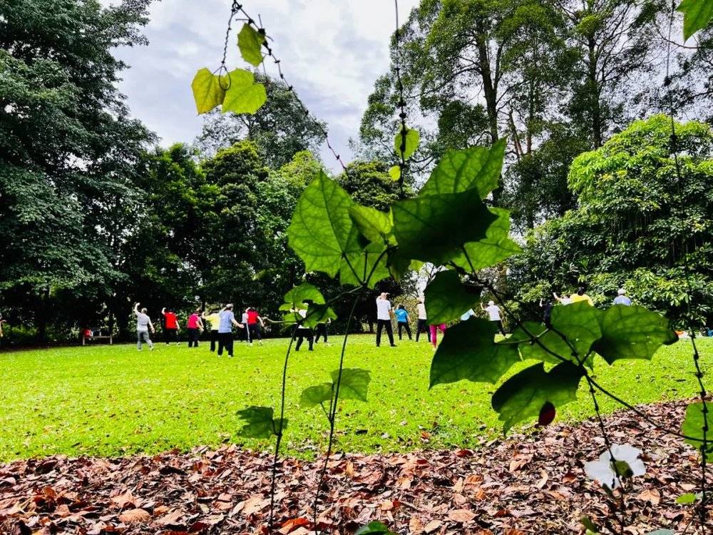 新加坡植物园里打太极的老年人，作者供图<br>