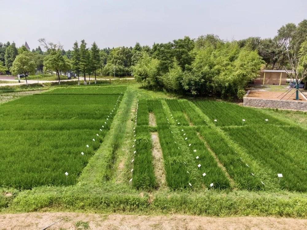 水生作物基地，插白色标牌的为101个水稻留种区域，每个白色标牌后都是一个不同稻种。<br>
