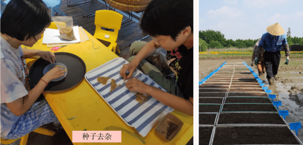 左：农场的实习生张倩和晨照在挑选十字花科的种子，去杂。右图：稻种水田育秧。<br>