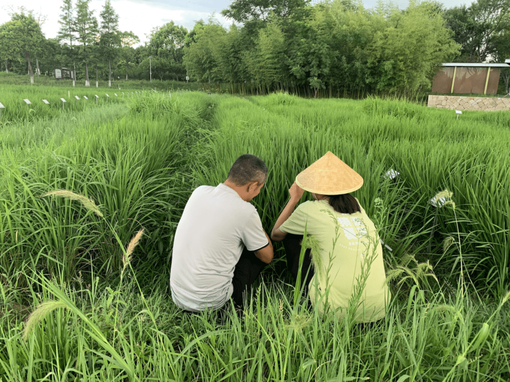 阿汤哥和实习生查看扩繁的稻种。<br>