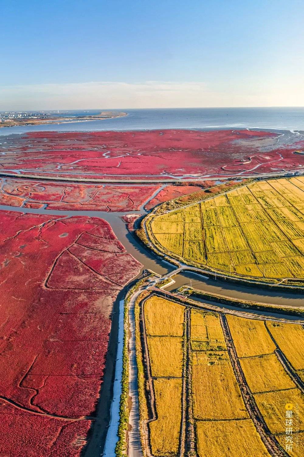 （辽河入海口附近，一边是红色的碱蓬草，一边是黄色的水稻，摄影师@周昫光）
