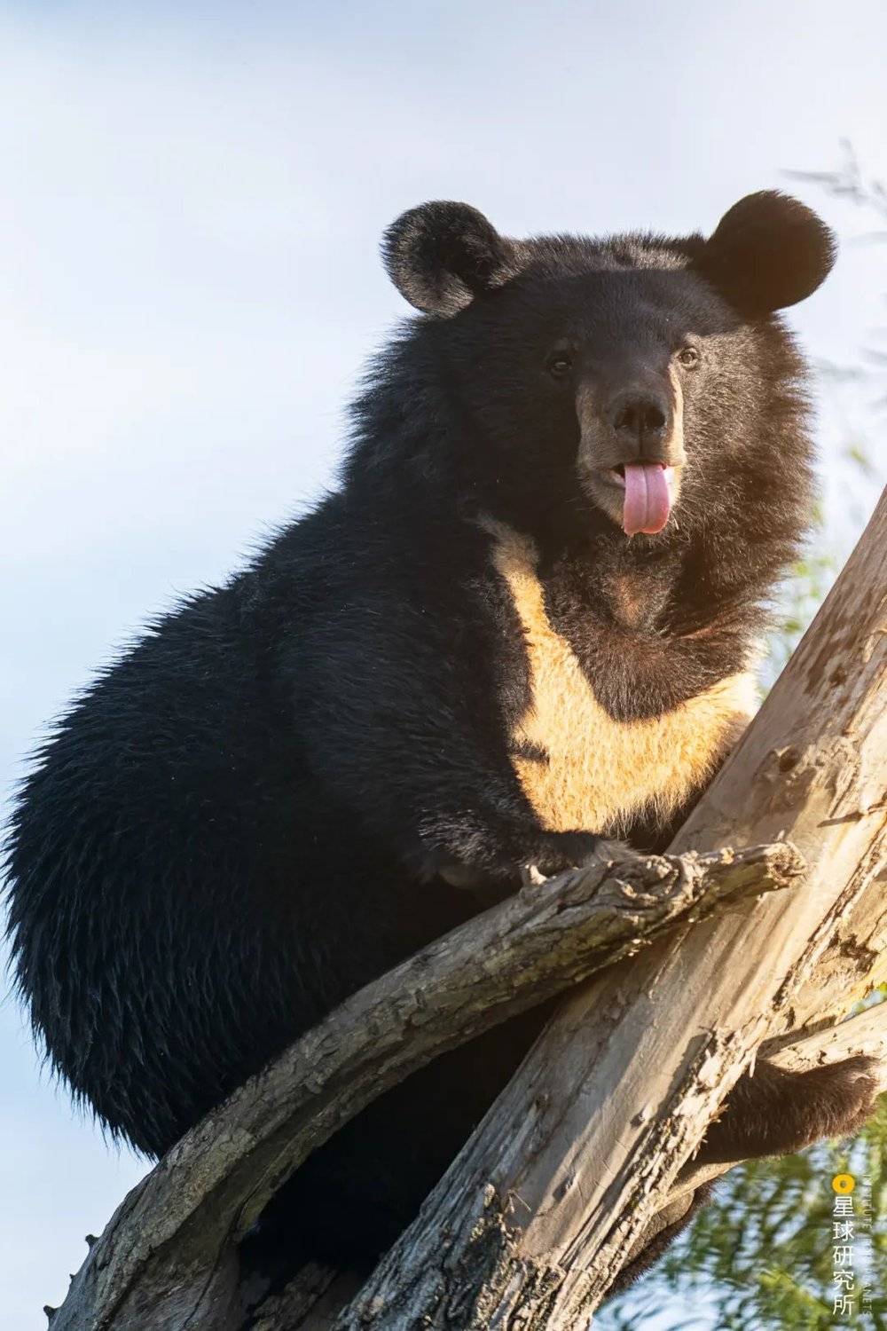 （抚远黑瞎子岛的黑熊会在冬季冬眠，摄影师@唐瑜键）