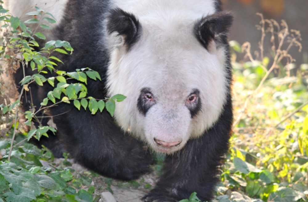 丫丫母亲的晚年照片，图源：giantpandaglobal.com<br>