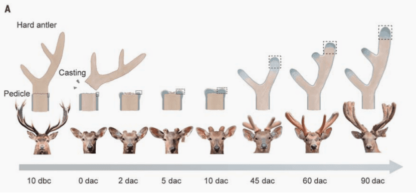 鹿角的再生过程示意图，图/《科学》杂志<br>