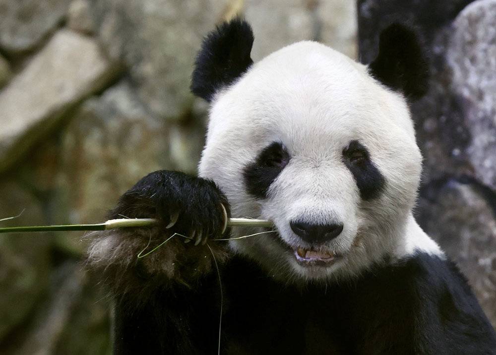 “永明”出生于1992年9月，目前已满30岁，是世界上第二高龄圈养雄性大熊猫。/视觉中国<br>