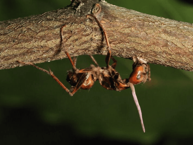 偏侧蛇虫草菌感染蚂蚁。从蚂蚁尸体中穿出的细长结构是真菌的子实体，负责传播孢子。| Hughes Lab， Penn State<br>