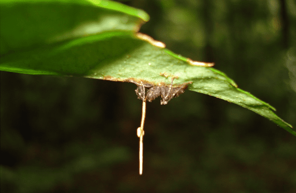 受感染的蚂蚁常会把自己倒挂在叶片下方 | David P. Hughes， Maj-Britt Pontoppidan
