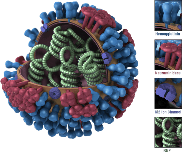 甲型流感病毒，图源WHO<br>