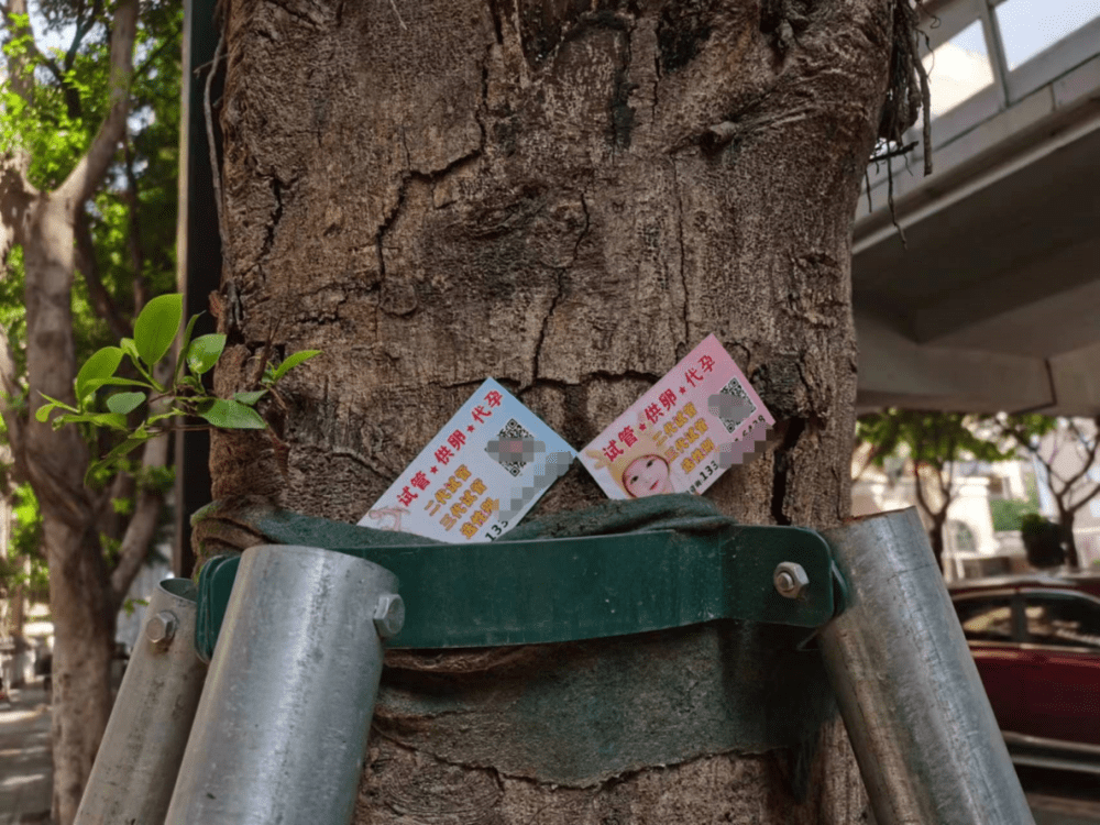 生殖医院门口一棵大树上，放着代孕小卡片。/新周刊记者摄