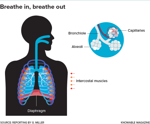 呼吸需要膈肌和肋间肌的协调运动，当这些肌肉收缩时，空气会被吸入肺部，肺里有数以亿计的小肺泡，氧气会在肺泡的表面扩散进血液，二氧化碳则会扩散出来。每次呼气时，这些肌肉会放松，空气就会被排出。—knowablemagazine<br>