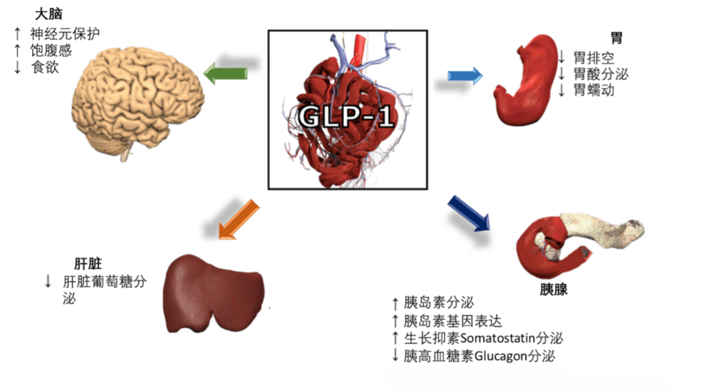 图4. GLP-1分泌与身体机能的关系图（图片来源：Wikipedia）