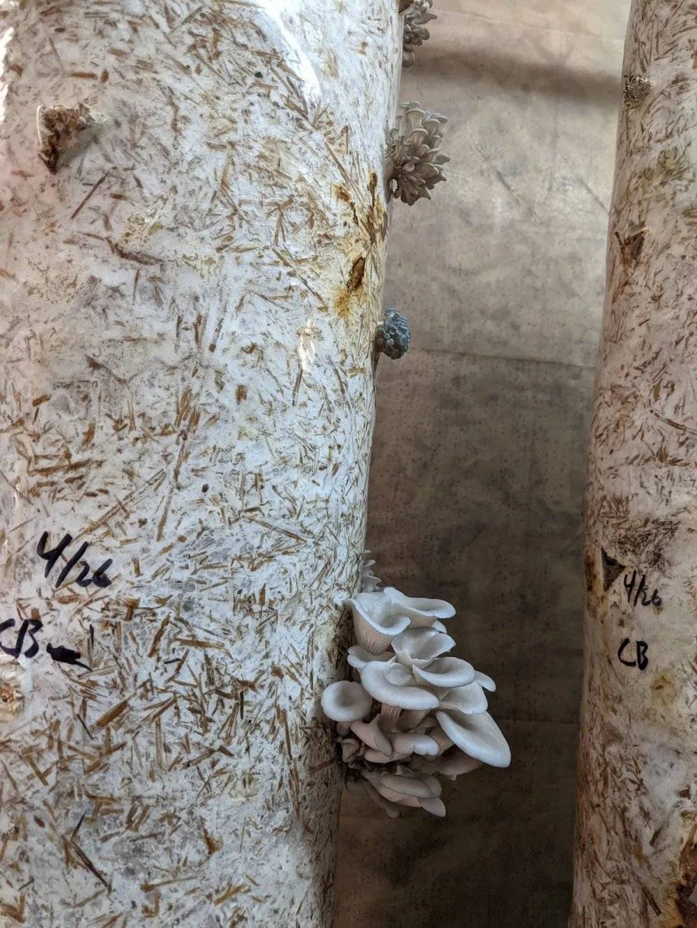 蘑菇就这样从菌棒里长了出来。作者供图