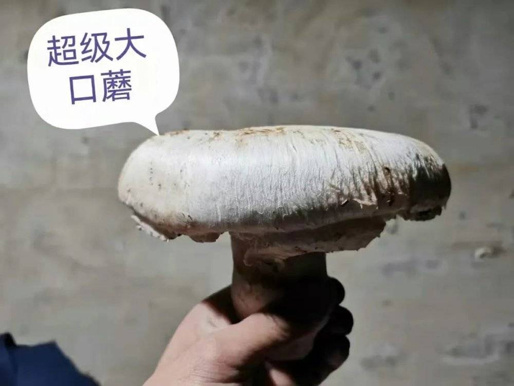 在北京种蘑菇的“蘑菇君”秦热种出了一个超大白蘑菇。图：秦热<br>