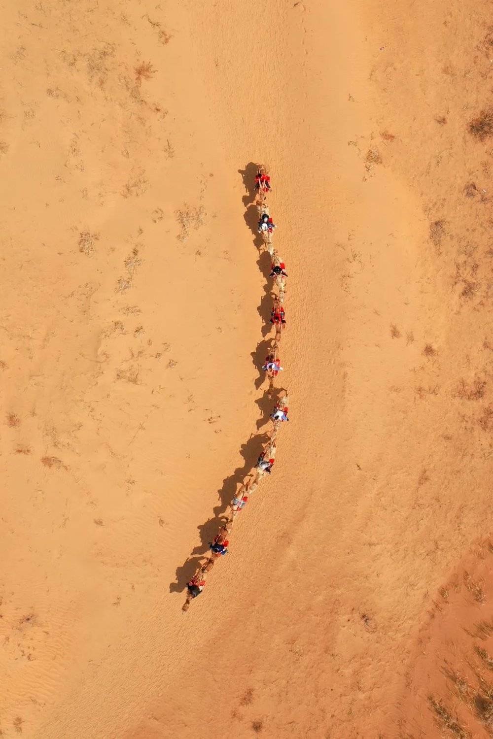 驼队已经成为内蒙古沙漠旅游的保留项目。