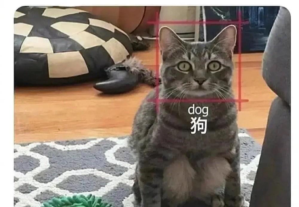 AI把猫识别成狗