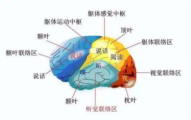 图/大脑结构和功能区