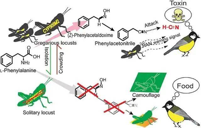 中国科学家通过对蝗虫基因图谱研究，已经开发出更高效、更低毒的新型农药。图：http://www.ipm.ioz.cas.cn/kydw/yjz/kangle/jqwz/201506/W020190215512925775576.pdf