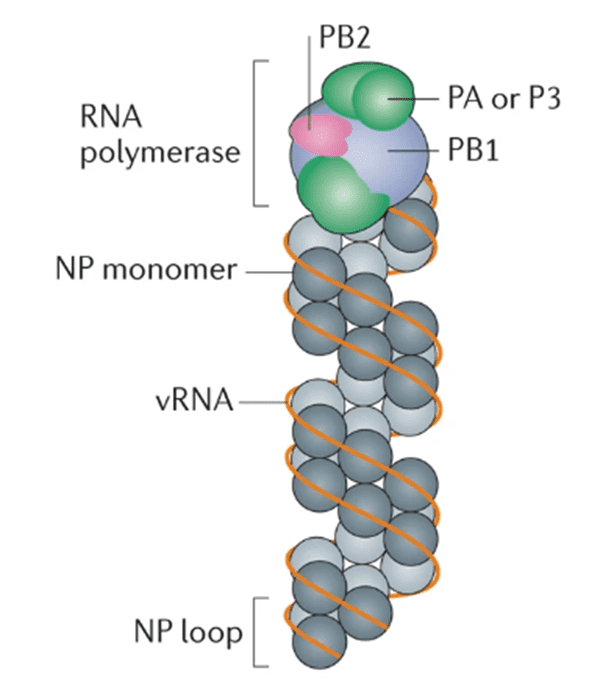图4. 病毒核糖核蛋白 (vRNP) 复合体模型。在vRNP中，基因组负义病毒 RNA (vRNA) 片段的 5' 和 3' 末端被异源三聚体 RNA 依赖性RNA 聚合酶结合，vRNA 的其余部分被核蛋白 (NP) 包裹。该复合物被扭曲成反平行双螺旋结构，其结构由NP单体之间的接触维持。vRNA在聚合酶结合端6的对面形成一个环。（图片来源：Nature）<br>