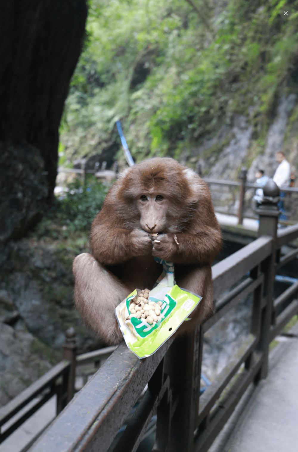 领头猴子抢过一袋花生，自助开了包装。<br>