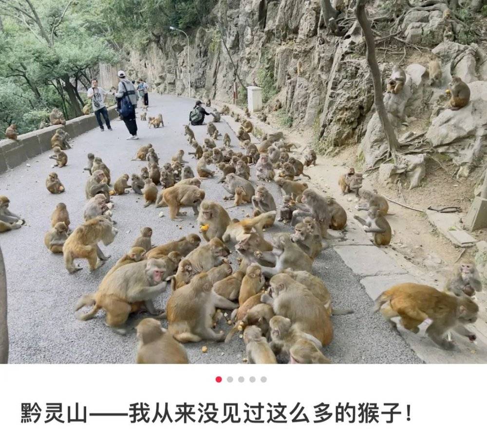 黔灵山猴子数量惊人。/小红书@半斤八两全是渣<br>
