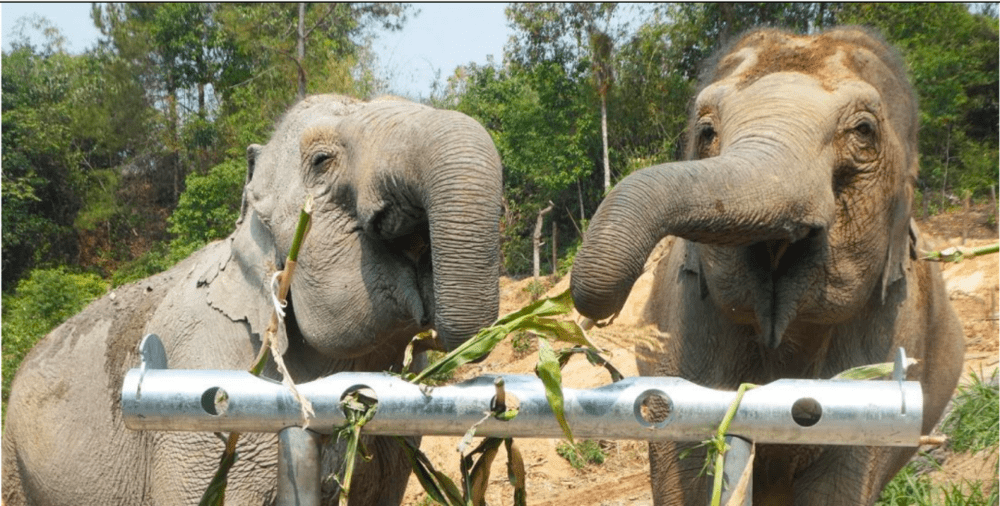 泰国ChangChill景点的大象取食装置。/《野生动物友好型旅游优秀实践调研报告》<br>