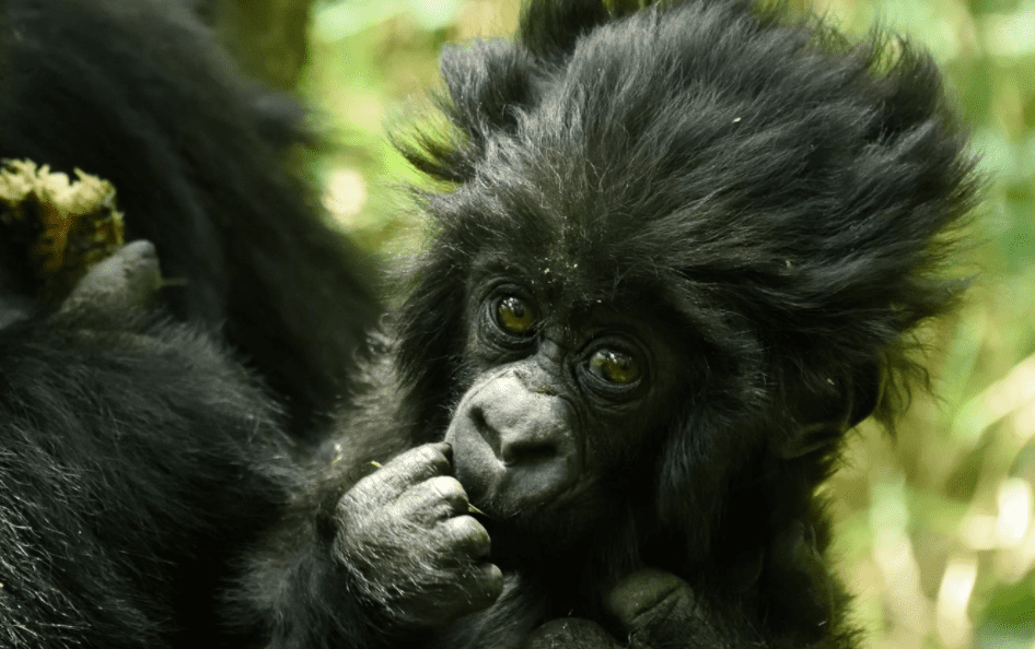 幼年的山地大猩猩。/Visit Rwanda<br>