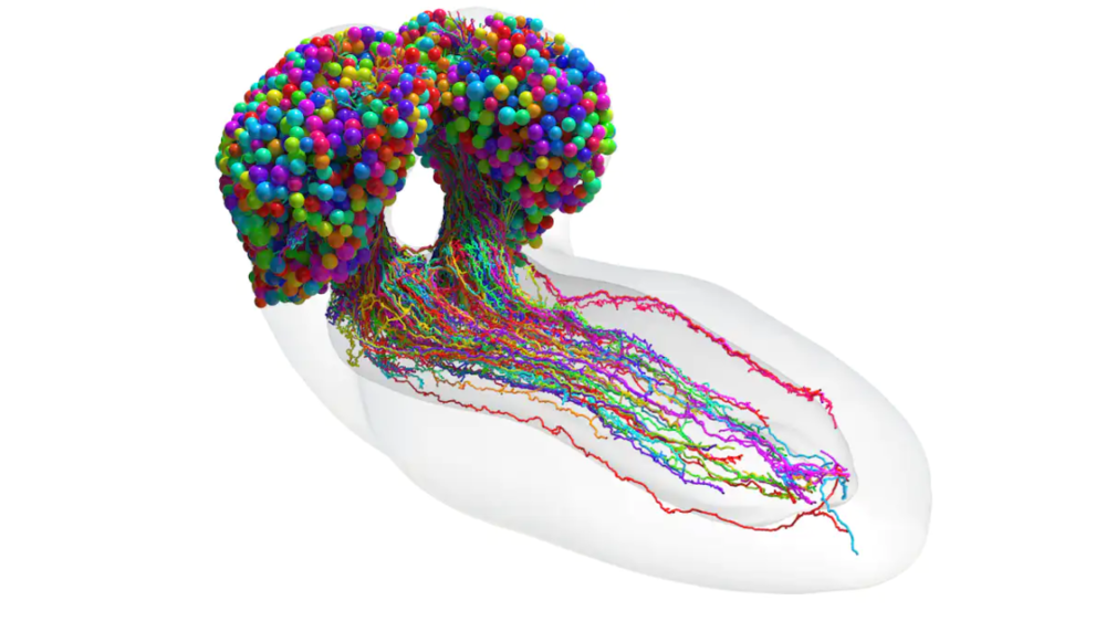 果蝇大脑的连接组，图中显示了所有脑神经元的形态。（图/University of Cambridge & Johns Hopkins University）