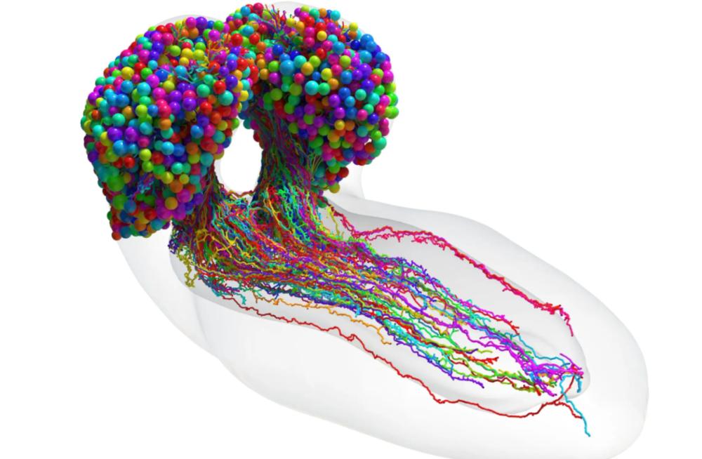 使用高分辨率电子显微镜建模的果蝇幼虫大脑的完整神经元结构。图源：Johns Hopkins University/University of Cambridge