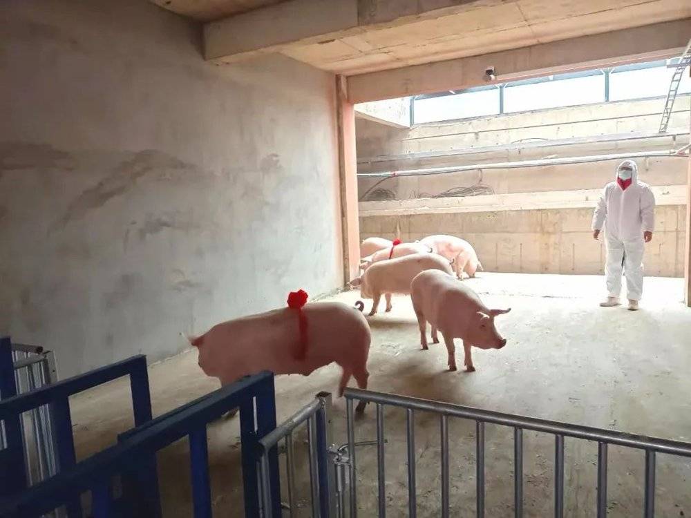 更多猪猪将入住摩天大楼。图/受访者提供